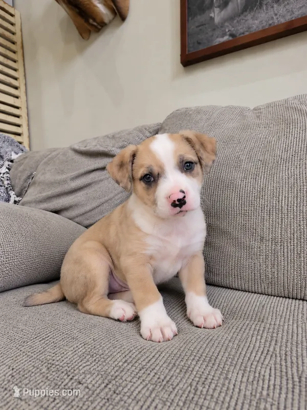 Claire – American Bulldog, American Pit Bull Terrier puppy for sale in Penhook, VA
