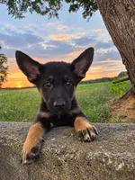 Callie, a female German Shepherd Dog for sale in Penhook, VA – 1 of 10