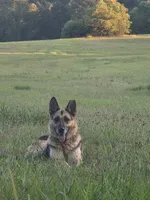 Boone, a male German Shepherd Dog for sale in Penhook, VA – 2 of 5