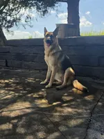 5th Generation, a male German Shepherd Dog for sale in Penhook, VA – 6 of 10