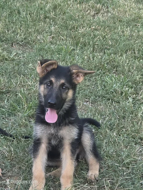 Chase  5th Generation  – German Shepherd Dog puppy for sale in Penhook, VA
