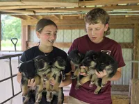 Brayle , a female German Shepherd Dog for sale in Penhook, VA – 7 of 10