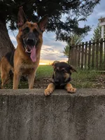 Cooper (5th Gen), a male German Shepherd Dog for sale in Penhook, VA – 10 of 10