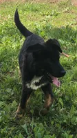 Andy, a male German Shepherd Dog and Bernese Mountain Dog for sale in Penhook, VA – 10 of 10
