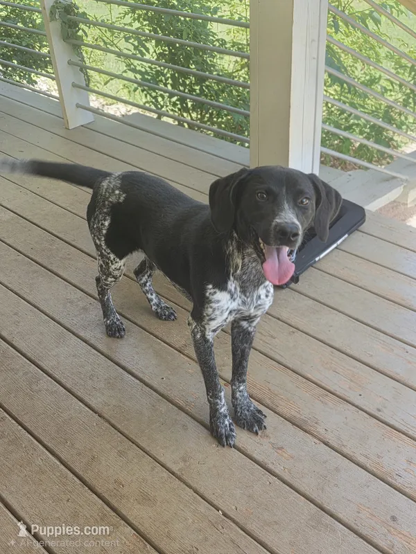 Frank – German Shorthaired Pointer puppy for sale in Penhook, VA