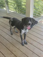 Frank, a male German Shorthaired Pointer for sale in Penhook, VA – 1 of 8