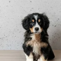 Millie, a male Bernese Mountain Dog and Great Pyrenees for sale in Penhook, VA – Photo 2 of 6
