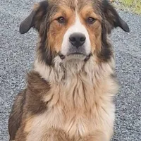 Millie, a male Bernese Mountain Dog and Great Pyrenees for sale in Penhook, VA – Photo 6 of 6