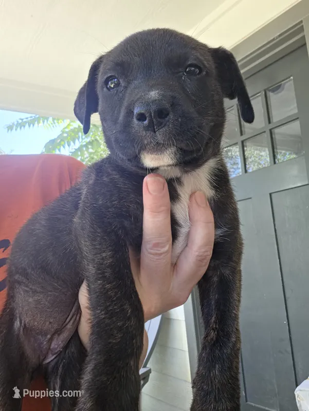 Jade – American Bulldog, American Pit Bull Terrier puppy for sale in Penhook, VA