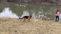 Brie, a female German Shepherd Dog for sale in Penhook, VA – 4 of 10