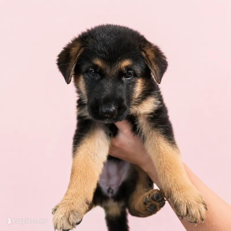 Cierra – German Shepherd Dog puppy for sale in Penhook, VA