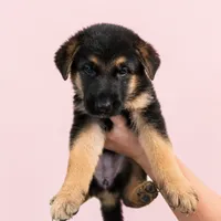 Cierra, a female German Shepherd Dog for sale in Penhook, VA – 1 of 8