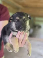 Brie, a female German Shepherd Dog for sale in Penhook, VA – 8 of 10