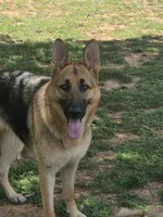 Chase  5th Generation , a male German Shepherd Dog for sale in Penhook, VA – 10 of 10