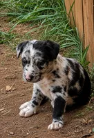 Oreo, a male American Bulldog and American Pit Bull Terrier for sale in Penhook, VA – 2 of 3