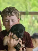 Bernice, a female German Shepherd Dog for sale in Penhook, VA – 8 of 8