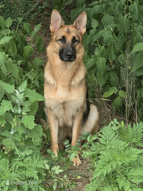 Callie – German Shepherd Dog puppy for sale in Penhook, VA