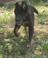 Andy, a male German Shepherd Dog and Bernese Mountain Dog for sale in Penhook, VA – 8 of 10