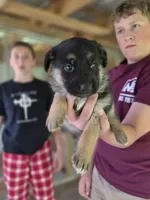 Bryn, a female German Shepherd Dog for sale in Penhook, VA – 3 of 7