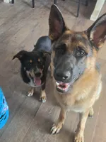Cienna, a female German Shepherd Dog for sale in Penhook, VA – 2 of 8