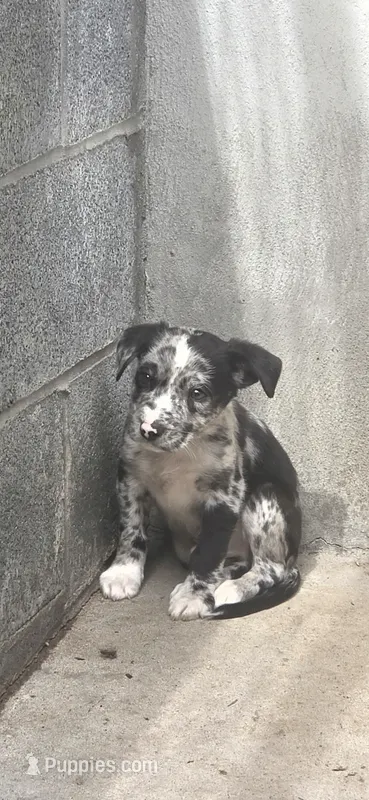 Oreo – American Bulldog, American Pit Bull Terrier puppy for sale in Penhook, VA