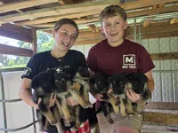 Boone, a male German Shepherd Dog for sale in Penhook, VA – 7 of 10