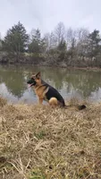 Bernice, a female German Shepherd Dog for sale in Penhook, VA – 5 of 8