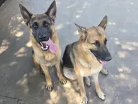 Chase  5th Generation , a male German Shepherd Dog for sale in Penhook, VA – 6 of 10