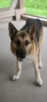 Bailee, a female German Shepherd Dog for sale in Penhook, VA – 2 of 7