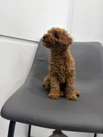 Bear, a male Poodle - Toy  for sale in Miami, FL – Photo 4 of 4