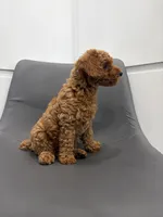 Bear, a male Poodle - Toy  for sale in Miami, FL – Photo 3 of 4