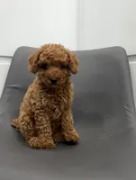 Bear, a male Poodle - Toy  for sale in Miami, FL – Photo 1 of 4