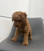 Bear, a male Poodle - Toy  for sale in Miami, FL – Photo 2 of 4