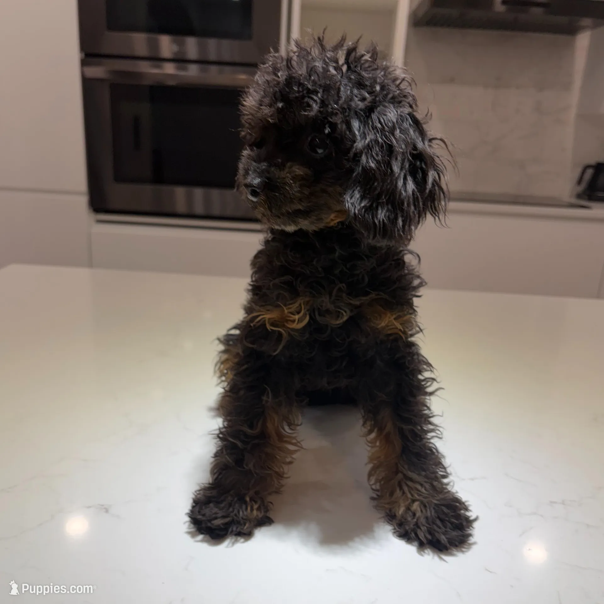 Atenea, a female Poodle - Toy  for sale in Miami, FL – Photo 2 of 2