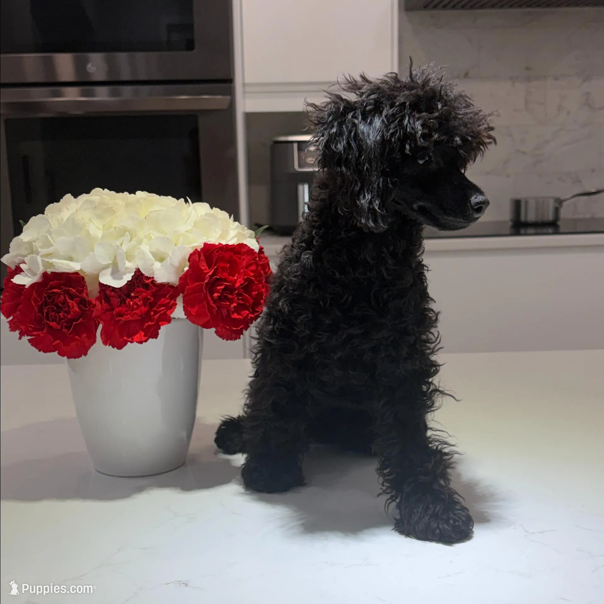 Aries, a male Poodle - Toy  for sale in Miami, FL – Photo 2 of 3