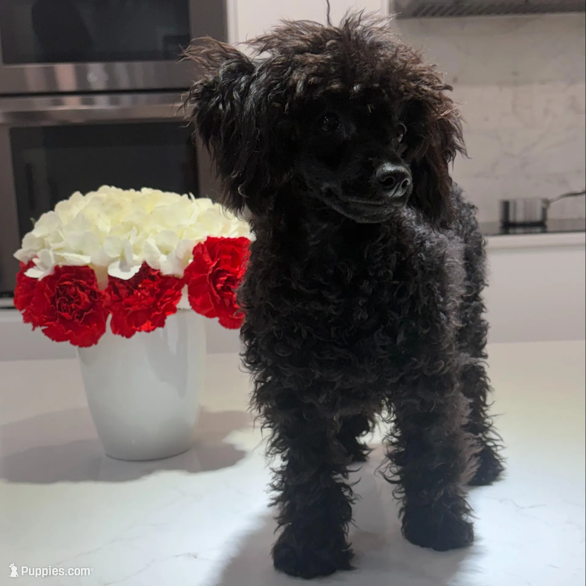 Aries, a male Poodle - Toy  for sale in Miami, FL – Photo 3 of 3