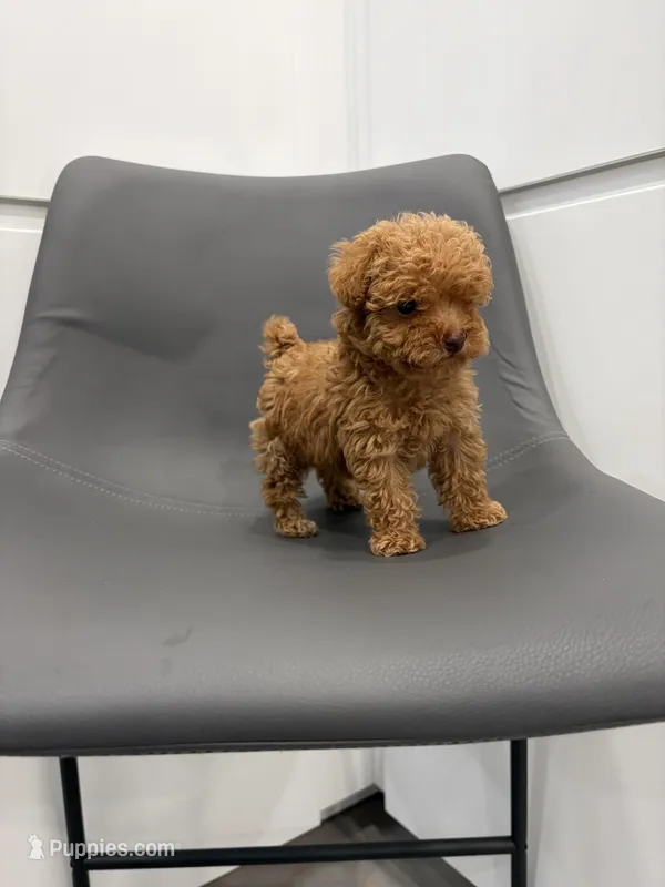 Honey – Poodle - Toy  puppy for sale in Miami, FL