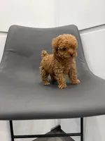 Honey, a female Poodle - Toy  for sale in Miami, FL – Photo 1 of 6