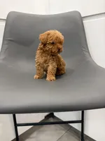 Honey, a female Poodle - Toy  for sale in Miami, FL – Photo 2 of 6