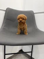 Honey, a female Poodle - Toy  for sale in Miami, FL – Photo 5 of 6