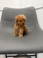 Honey, a female Poodle - Toy  for sale in Miami, FL – Photo 6 of 6