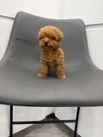 Honey, a female Poodle - Toy  for sale in Miami, FL – Photo 3 of 6