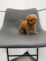 Honey, a female Poodle - Toy  for sale in Miami, FL – Photo 4 of 6