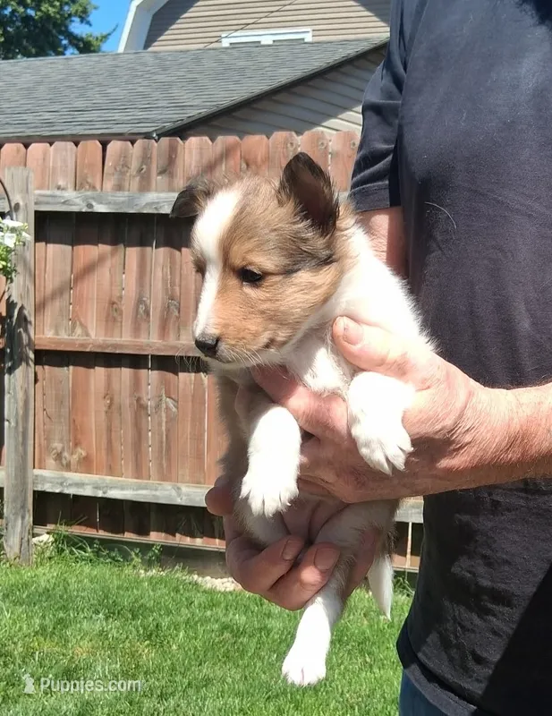 Little Rock – Shetland Sheepdog puppy for sale in Bucyrus, OH