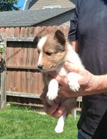 Little Rock, a female Shetland Sheepdog for sale in Bucyrus, OH – 1 of 1