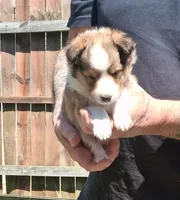 Elsi, a female Shetland Sheepdog for sale in Bucyrus, OH – 1 of 2