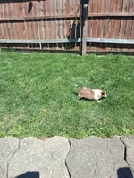 Elsi, a female Shetland Sheepdog for sale in Bucyrus, OH – 2 of 2