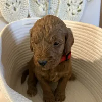 Red collar, a female Goldendoodle for sale in Covington, GA – 1 of 1