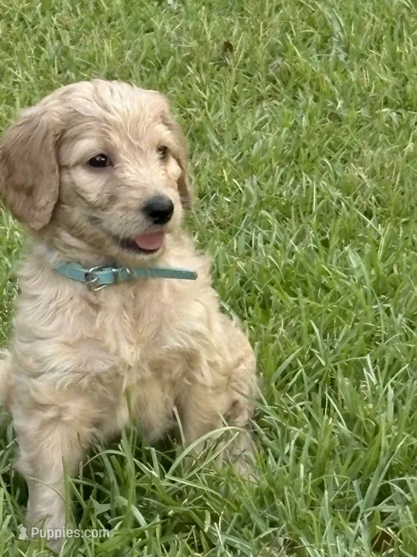Light blue – Goldendoodle puppy for sale in Covington, GA
