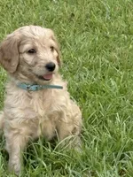 Light blue, a female Goldendoodle for sale in Covington, GA – 1 of 3